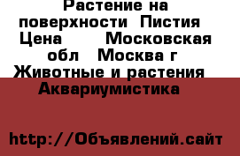 Растение на поверхности -Пистия › Цена ­ 5 - Московская обл., Москва г. Животные и растения » Аквариумистика   